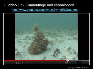 • Video Link: Camouflage and cephalopods
– http://www.youtube.com/watch?v=k8RlGbpuhgc
Copyright © 2010 Ryan P. Murphy
 