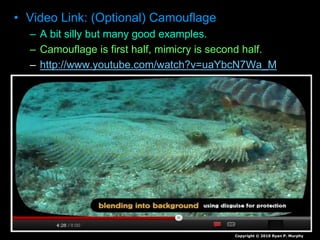 • Video Link: (Optional) Camouflage
– A bit silly but many good examples.
– Camouflage is first half, mimicry is second half.
– http://www.youtube.com/watch?v=uaYbcN7Wa_M
Copyright © 2010 Ryan P. Murphy
 