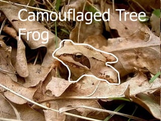 Camouflaged Tree
Frog
 