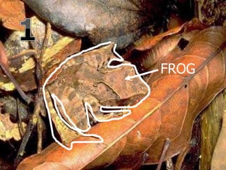 FROG
 