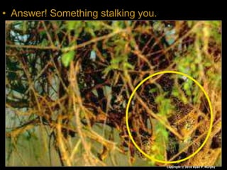 • Answer! Something stalking you.
Copyright © 2010 Ryan P. Murphy
 