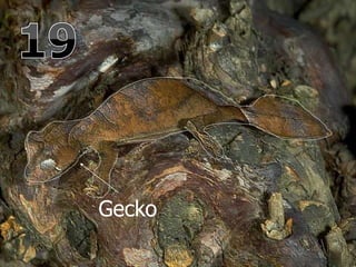 Gecko
 