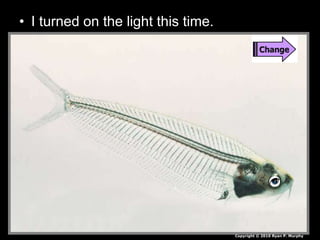 • I turned on the light this time.
Copyright © 2010 Ryan P. Murphy
 