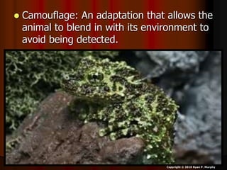  Camouflage: An adaptation that allows the
animal to blend in with its environment to
avoid being detected.
Copyright © 2010 Ryan P. Murphy
 