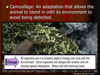  Camouflage: An adaptation that allows the
animal to blend in with its environment to
avoid being detected.
Copyright © 2010 Ryan P. Murphy
 