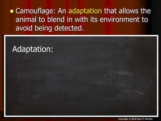  Camouflage: An adaptation that allows the
animal to blend in with its environment to
avoid being detected.
Copyright © 2010 Ryan P. Murphy
Adaptation:
 