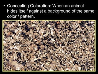 • Concealing Coloration: When an animal
hides itself against a background of the same
color / pattern.
 