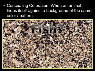 • Concealing Coloration: When an animal
hides itself against a background of the same
color / pattern.
 