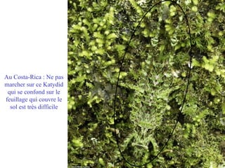 Au Costa-Rica : Ne pas
marcher sur ce Katydid
 qui se confond sur le
feuillage qui couvre le
  sol est très difficile
 