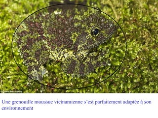 Une grenouille moussue vietnamienne s’est parfaitement adaptée à son
environnement
 