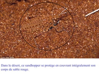 Dans le désert, ce sandhopper se protège en couvrant intégralement son
corps de sable rouge.
 