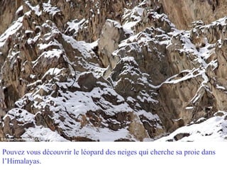 Pouvez vous découvrir le léopard des neiges qui cherche sa proie dans
l’Himalayas.
 