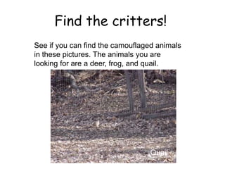 Find the critters!
See if you can find the camouflaged animals
in these pictures. The animals you are
looking for are a deer, frog, and quail.
Quail