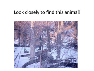 Look closely to find this animal!