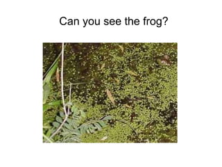Can you see the frog?