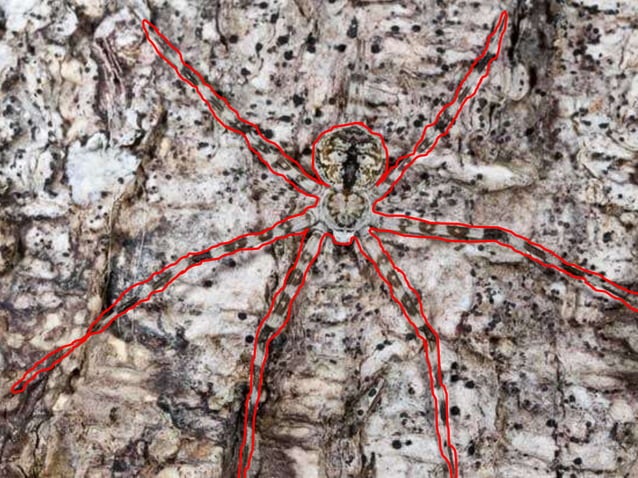 camouflage-and-mimicry-evolution-power-point-ppt