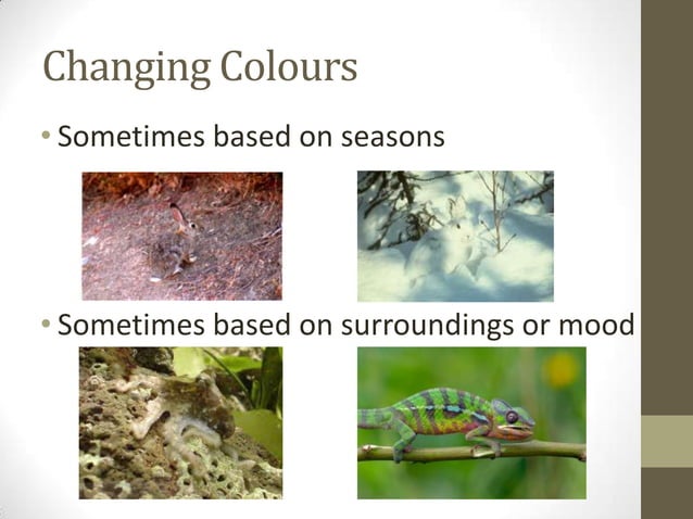 camouflage-and-mimicry-evolution-power-point-ppt