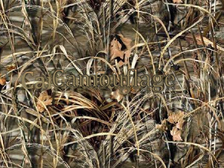 camouflage and mimicry evolution power point 1 728