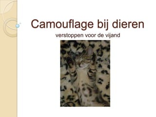 Camouflage bij dieren
    verstoppen voor de vijand
 