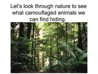 Let’s look through nature to see
 what camouflaged animals we
         can find hiding.
 