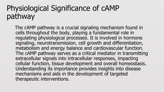 Comprehensive Overview of the cAMP Signaling Pathway and Its Cellular ...