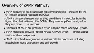 Comprehensive Overview of the cAMP Signaling Pathway and Its Cellular ...