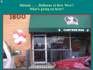 Hmmm . . . . Balloons at Bow Wow? What’s going on here? 