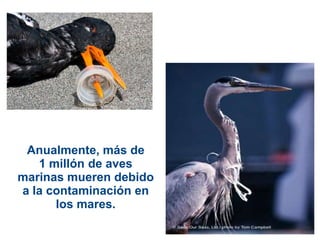 Anualmente, más de
   1 millón de aves
marinas mueren debido
a la contaminación en
      los mares.
 
