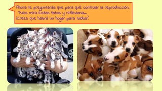 Ahora te preguntarás que para qué controlar la reproducción.
Pues mira estas fotos y reflexiona…
¿Crees que habrá un hogar para todos?
 