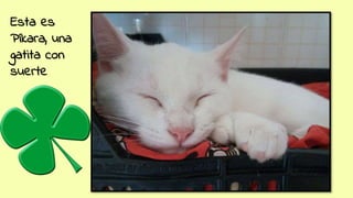 Esta es
Píkara, una
gatita con
suerte
 