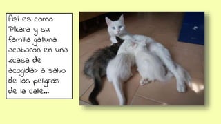 Así es como
Píkara y su
familia gatuna
acabaron en una
<casa de
acogida> a salvo
de los peligros
de la calle…
 
