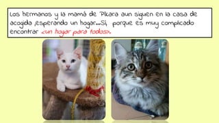 Los hermanos y la mamá de Píkara aun siguen en la casa de
acogida ,esperando un hogar…Sí, porque es muy complicado
encontrar <un hogar para todos>.
 