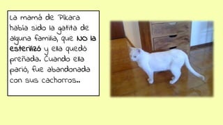 La mamá de Píkara
había sido la gatita de
alguna familia, que NO la
esterilizó y ella quedó
preñada. Cuando ella
parió, fue abandonada
con sus cachorros..
 