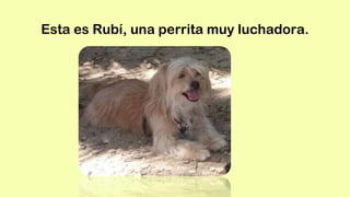 Esta es Rubí, una perrita muy luchadora.
 