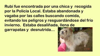 Rubí fue encontrada por una chica y recogida
por la Policía Local. Estaba abandonada y
vagaba por las calles buscando comida,
evitando los peligros y resguardándose del frío
invierno. Estaba desaliñada, llena de
garrapatas y desnutrida…
 
