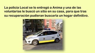 La policía Local se lo entregó a Anima y una de las
voluntarias le buscó un sitio en su casa, para que tras
su recuperación pudieran buscarla un hogar definitivo.
 