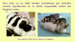 Pero ¡esto no es todo! también necesitamos que controléis
nuestra reproducción. Sí, un dueño responsable evitará que
tengamos crías...
¿Os parece raro? Os lo vamos a explicar...
 