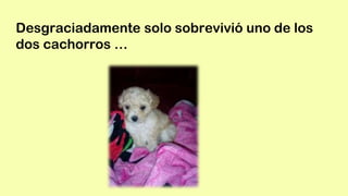 Desgraciadamente solo sobrevivió uno de los
dos cachorros …
 