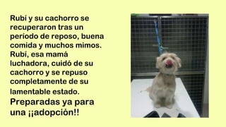 Rubí y su cachorro se
recuperaron tras un
período de reposo, buena
comida y muchos mimos.
Rubí, esa mamá
luchadora, cuidó de su
cachorro y se repuso
completamente de su
lamentable estado.
Preparadas ya para
una ¡¡adopción!!
 