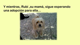 Y mientras, Rubí ,su mamá, sigue esperando
una adopción para ella…
 
