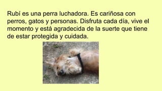 Rubí es una perra luchadora. Es cariñosa con
perros, gatos y personas. Disfruta cada día, vive el
momento y está agradecida de la suerte que tiene
de estar protegida y cuidada.
 