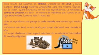 Pues resulta que nosotros los PERROS procedemos del LOBO y como
cualquier animal salvaje estamos preparados para que nuestra especie
“no se acabe” (para sobrevivir), por ello nos reproducimos. La naturaleza
controla la población, es decir , el múmero de individuos que vivimos en un
lugar determinado. ¿Cómo lo hace ?: Pues así:
-Sólo se reproducce una pareja en cada manada, una hembra y el macho
alfa.
-La hembra sólo tiene un celo al año, por lo que sólo habrá una camada al
año.
- A lo que añadimos lo que supone sobrevivir en la naturaleza (necesidad
de comida, peligros…)
 