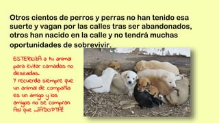 Otros cientos de perros y perras no han tenido esa
suerte y vagan por las calles tras ser abandonados,
otros han nacido en la calle y no tendrá muchas
oportunidades de sobrevivir.
ESTERILIZA a tu animal
para evitar camadas no
deseadas.
Y recuerda siempre que
un animal de compañía
es un amigo y los
amigos no se compran
Así que …¡¡ADOPTA!!
 