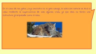 En el caso de los gatos ,cuyo ancestro es el gato salvaje, la selección natural se lleva a
cabo mediente la supervivencia de sólo algunas crias, ya que ellos no tienen una
estructura jerarquizada como el lobo.
 