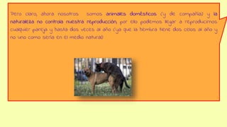 Pero claro, ahora nosotros somos animales domésticos (y de compañía) y la
naturaleza no controla nuestra reproducción, p0r ello podemos llegar a reproducirnos
cualquier pareja y hasta dos veces al año (ya que la hembra tiene dos celos al año y
no uno como sería en el medio natural)
 