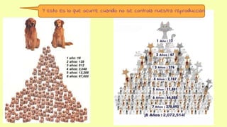 Y esto es lo que ocurre cuando no se controla nuestra reproducción
 