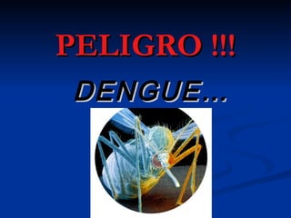 PELIGRO !!!
 DENGUE…
 