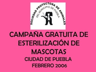 CAMPAÑA GRATUITA DE ESTERILIZACIÓN DE MASCOTAS CIUDAD DE PUEBLA   FEBRERO 2006 