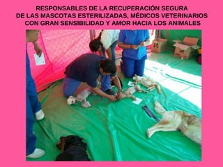 RESPONSABLES DE LA RECUPERACIÓN SEGURA  DE LAS MASCOTAS ESTERILIZADAS, MÉDICOS VETERINARIOS  CON GRAN SENSIBILIDAD Y AMOR HACIA LOS ANIMALES 