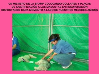 UN MIEMBRO DE LA SPAMP COLOCANDO COLLARES Y PLACAS DE IDENTIFICACIÓN A LAS MASCOTAS EN RECUPERACIÓN, DISFRUTANDO CADA MOMENTO A LADO DE NUESTROS MEJORES AMIGOS 